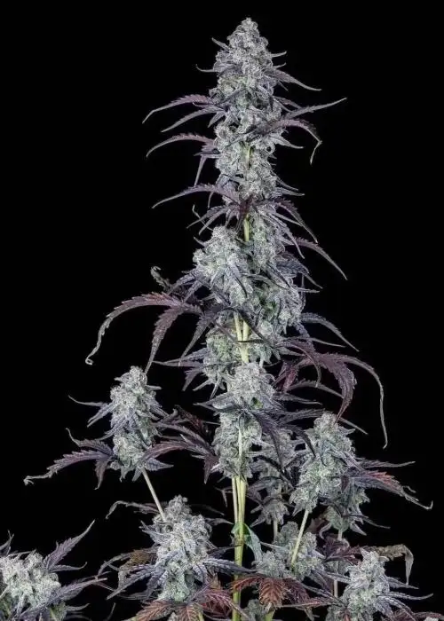 Grape God Auto by Roc Bud Inc Genetics, Autoflower cannabis strain