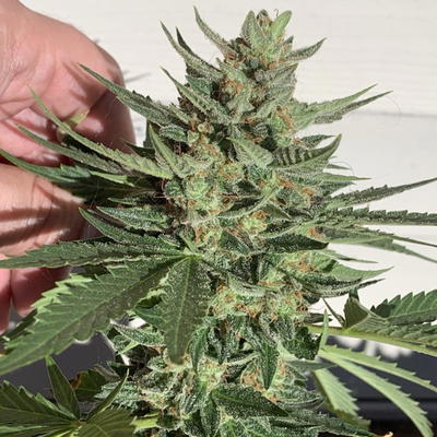 Grape Gorilla Poison by Brothers In Farms, Autoflower cannabis strain