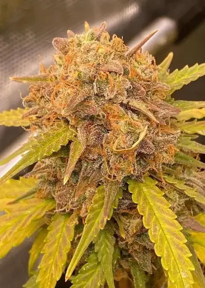 Grape Gushers Auto by Tastebudz Genetics, Autoflower cannabis strain
