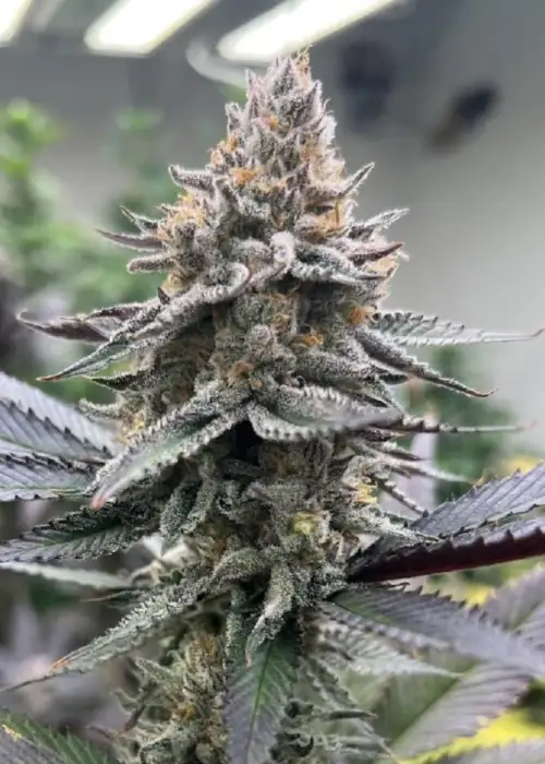Grape Juice Box by Dirty Bird Genetics, Photoperiod cannabis strain