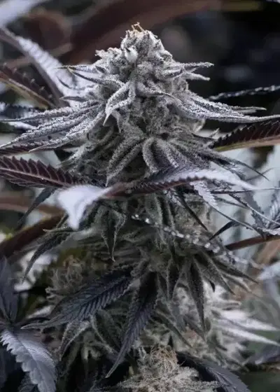 Grape Juice by Silent Seeds, Photoperiod cannabis strain
