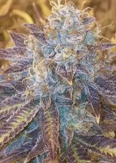 Grape Kush by Moxie 710, Photoperiod cannabis strain