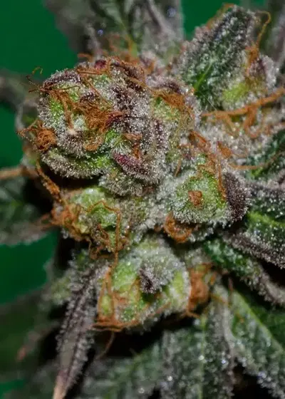 Grape Lime Ricky by TGA Genetics Subcool Seeds, Photoperiod cannabis strain