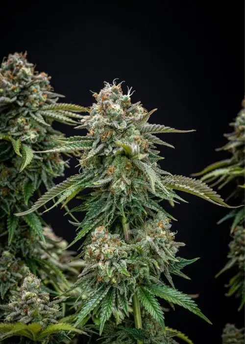 Grape Octane by Cannarado Genetics, Photoperiod cannabis strain