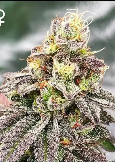Grape Punch by Atlas Seed cannabis strain