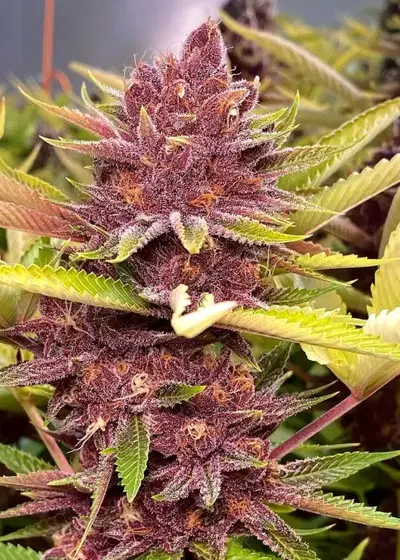 Grape Pupil by Mass Medical Strains, Photoperiod cannabis strain