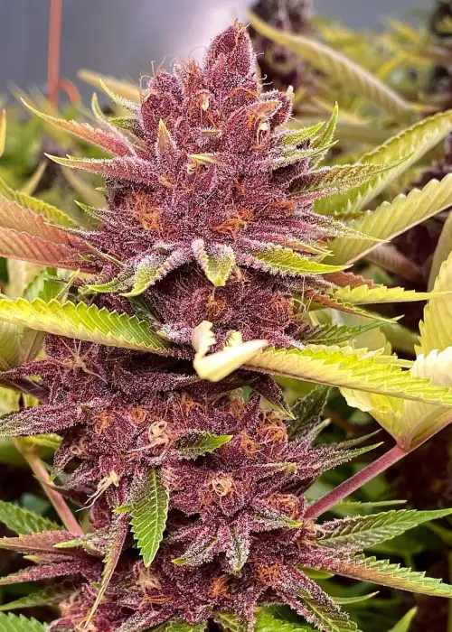 Grape Pupil by Mass Medical Strains, Photoperiod cannabis strain