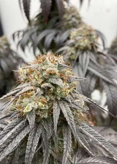 Grape Rock Candy by Square One Genetics, Photoperiod cannabis strain