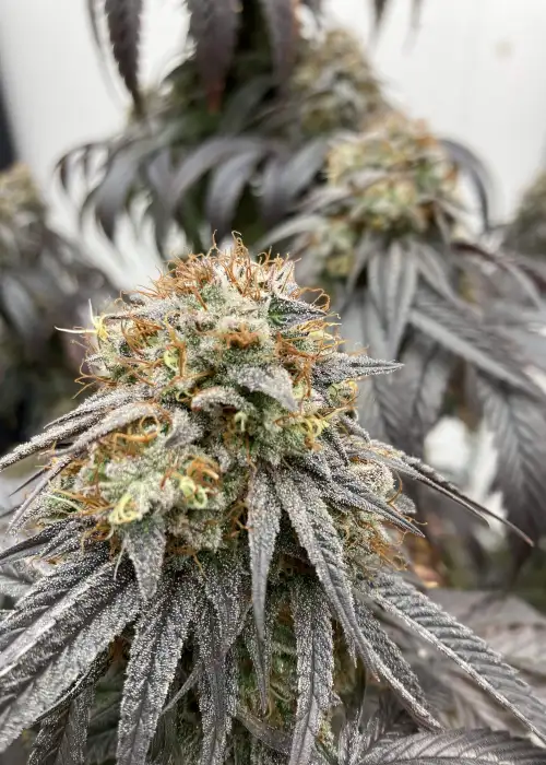 Grape Rock Candy by Square One Genetics, Photoperiod cannabis strain
