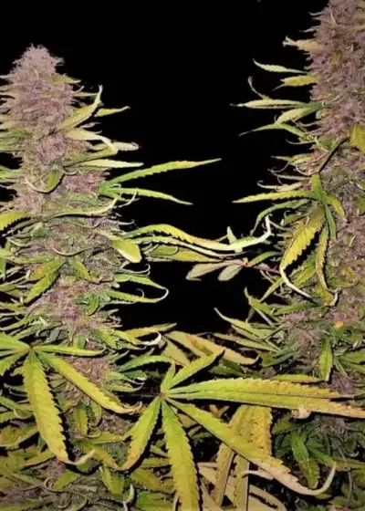 Grape Skunk by Quebec Cannabis Seeds QCS, Photoperiod cannabis strain