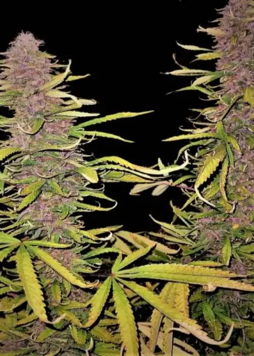 Grape Skunk by Quebec Cannabis Seeds QCS, Photoperiod cannabis strain
