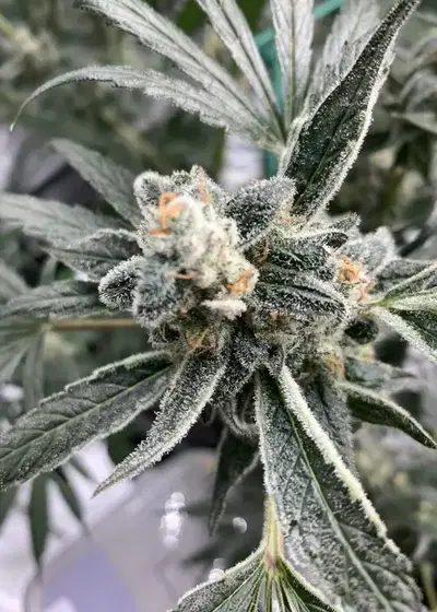 Grape Slurpee by CopyCat Genetics, Photoperiod cannabis strain