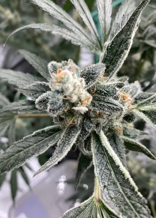 Grape Slurpee by CopyCat Genetics, Photoperiod cannabis strain