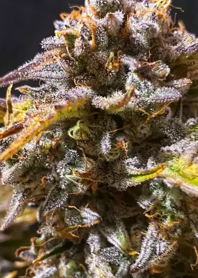Grape Slurri Auto by Roc Bud Inc Genetics, Autoflower cannabis strain
