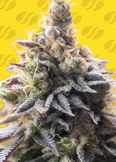 Grape Soda Auto by Original Sensible Seeds, Autoflower cannabis strain