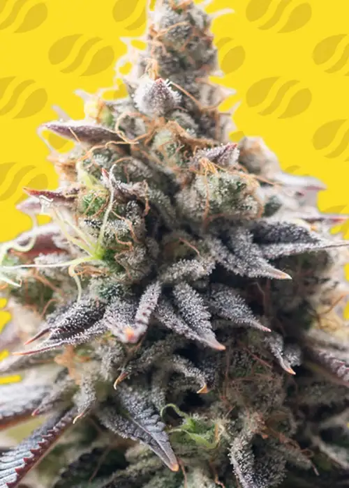Grape Soda Auto by Original Sensible Seeds, Autoflower cannabis strain