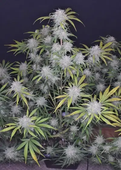 Grapefruit Auto by Lineage Genetics, Autoflower cannabis strain
