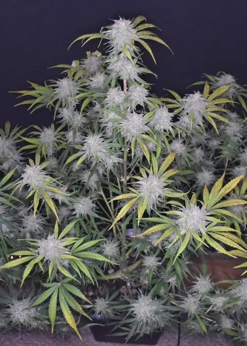 Grapefruit Auto by Lineage Genetics, Autoflower cannabis strain