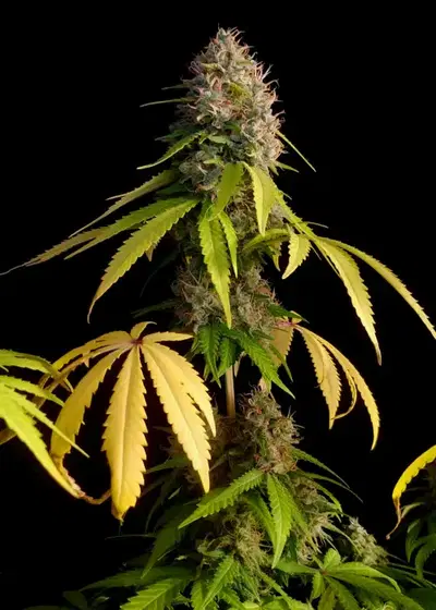 Grapefruit CBD by Dutch-Headshop Seeds, Photoperiod cannabis strain