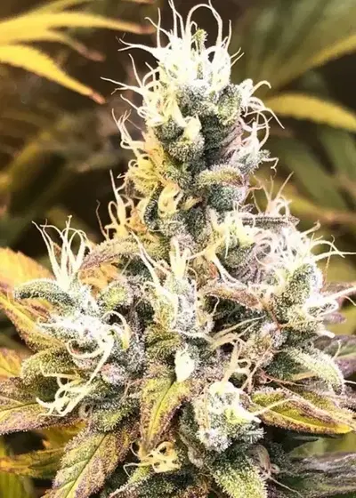 Grapefruit Diesel by Pheno Finder Seeds, Photoperiod cannabis strain