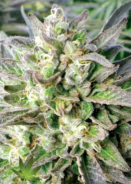 Grapefruit Krush by Emerald Triangle Seeds, Photoperiod cannabis strain