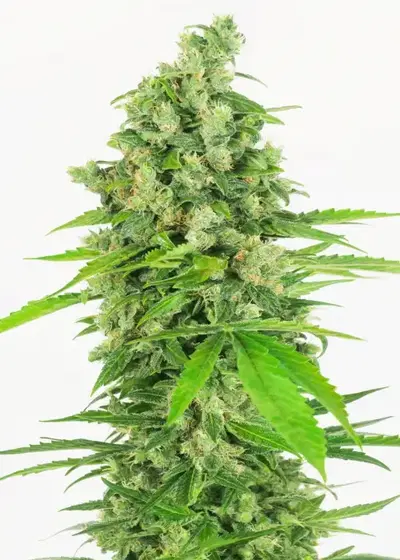 Grapefruit Punch by WeedSeedShop, Autoflower cannabis strain