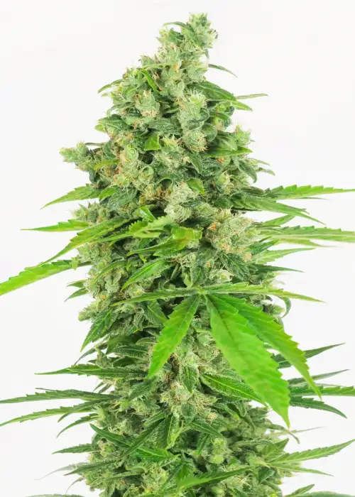 Grapefruit Punch by WeedSeedShop, Autoflower cannabis strain