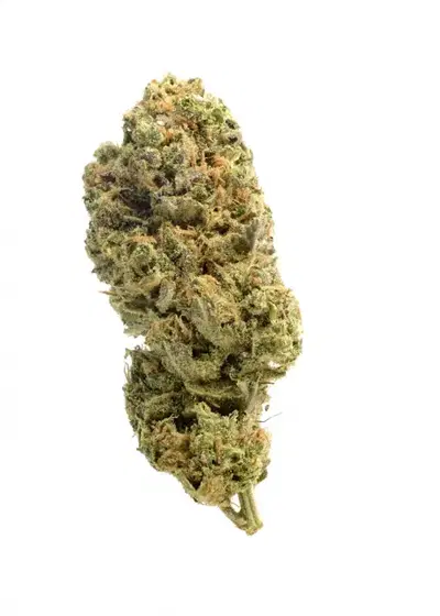 Grapefruit Superstar by Amsterdam Genetics, Photoperiod cannabis strain