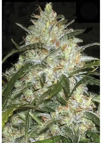 Grapefruit by Female Seeds, Autoflower cannabis strain