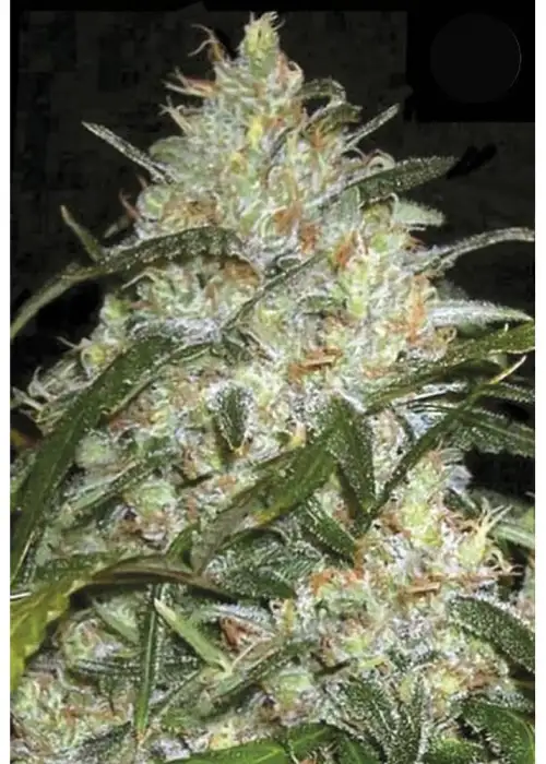 Grapefruit by Female Seeds, Autoflower cannabis strain