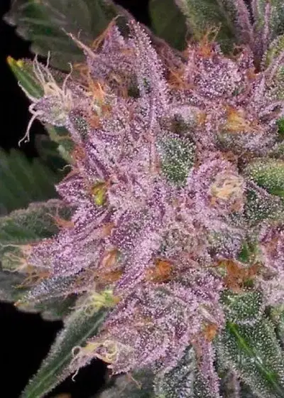 Grapekrush by DJ Short, Photoperiod cannabis strain