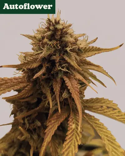 Grapericot Pie Autoflower cannabis strain