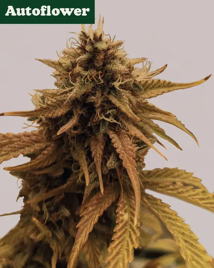 Grapericot Pie Autoflower by ILGM, Autoflower cannabis strain