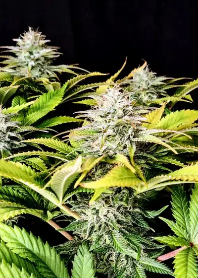 Grateful end OG by Pure Instinto, Photoperiod cannabis strain
