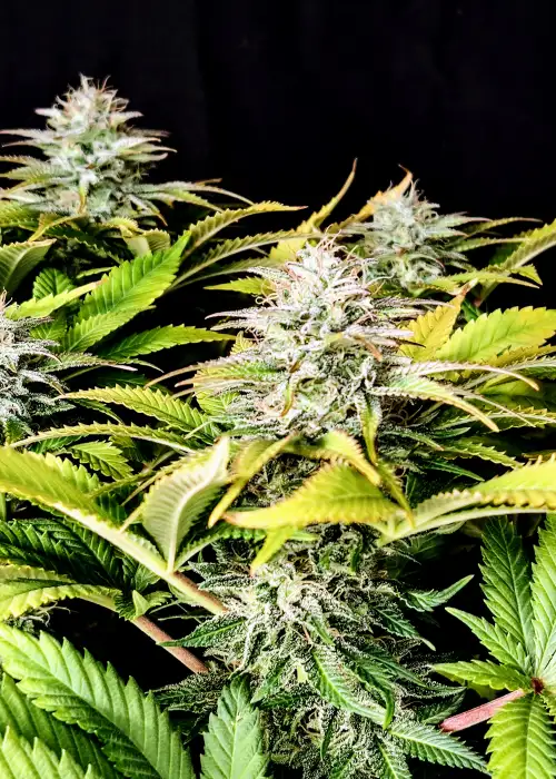 Grateful end OG by Pure Instinto, Photoperiod cannabis strain
