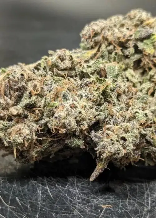 Gravely Ghost by Crossbone Genetics, Autoflower cannabis strain