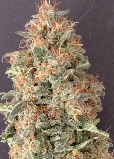 Grayskull by Norstar Genetics, Photoperiod cannabis strain