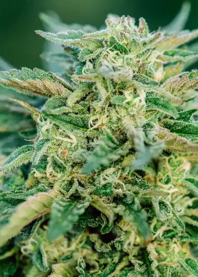 Grease Gun by Atlas Seed, Autoflower cannabis strain