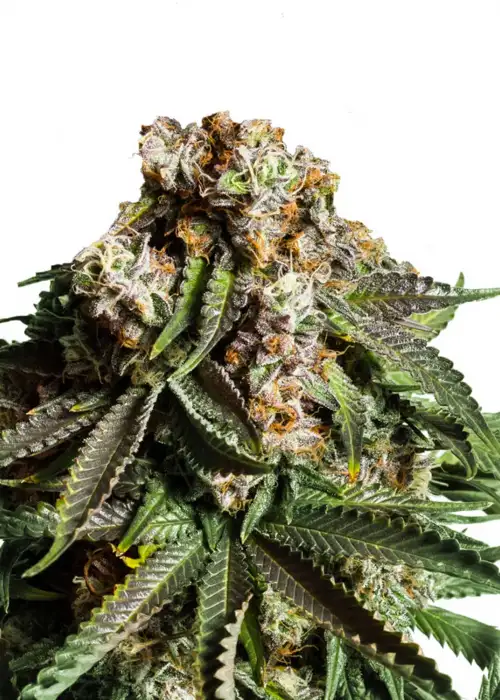 Grease Monkey by Seedsupreme cannabis strain