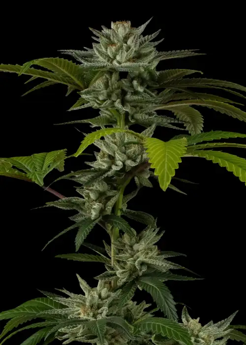 Grease Truck by Dirty Bird Genetics, Photoperiod cannabis strain