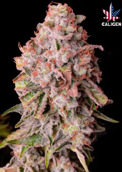 Great American Cookies Auto by Caligen, Autoflower cannabis strain