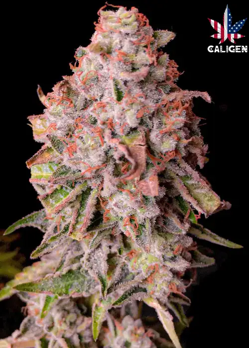 Great American Cookies Auto by Caligen, Autoflower cannabis strain