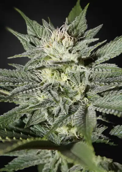 Great White Shark CBD by Green House Seed Co., Photoperiod cannabis strain
