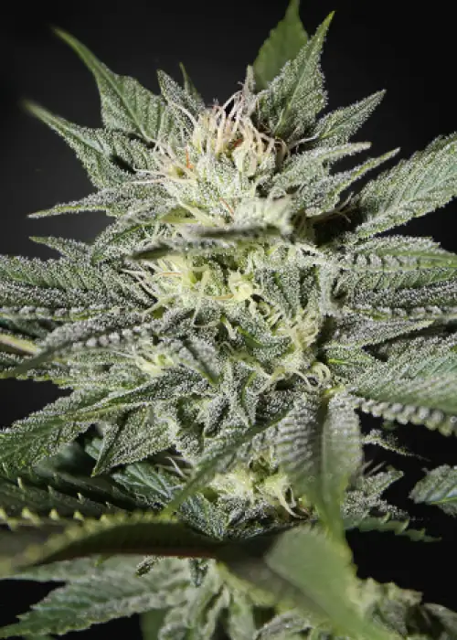 Great White Shark CBD by Green House Seed Co., Photoperiod cannabis strain