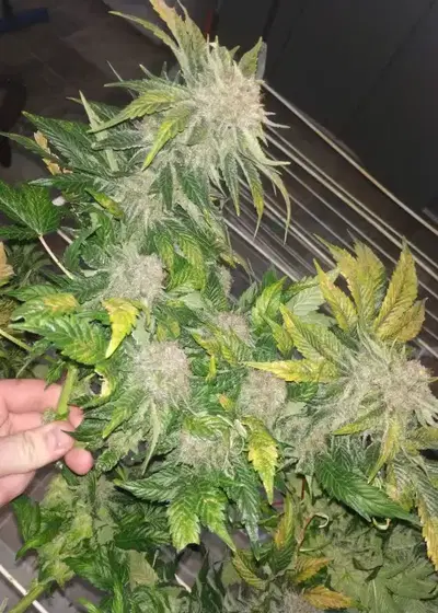 Great White Shark by Herbies USA Express, Photoperiod cannabis strain