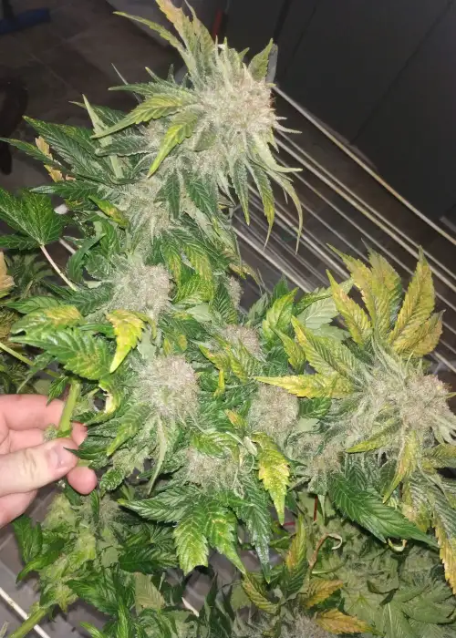 Great White Shark by Herbies USA Express, Photoperiod cannabis strain