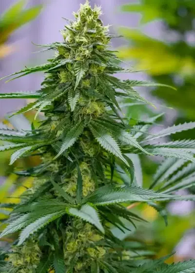 Green Avenger by Brothers Grimm Seeds, Photoperiod cannabis strain