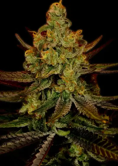 Green Crack Autoflower by SeedSupreme, Autoflower cannabis strain