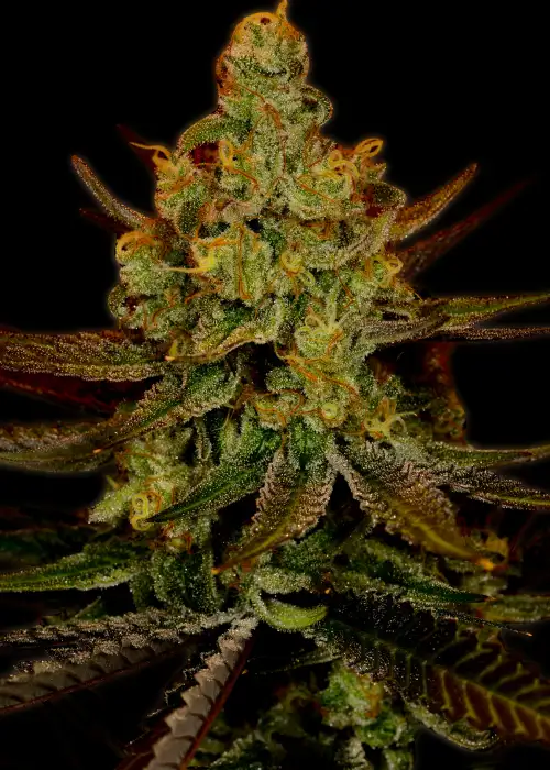 Green Crack Autoflower by SeedSupreme, Autoflower cannabis strain