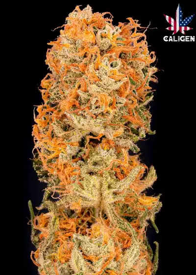 Green Day Auto by Caligen, Autoflower cannabis strain